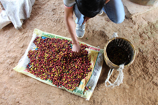 Peruvian Coffee Beans