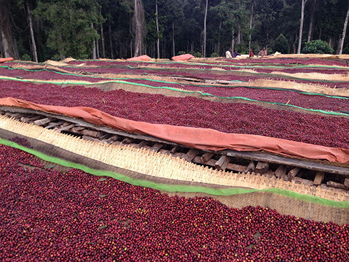 Processing beds for green beans