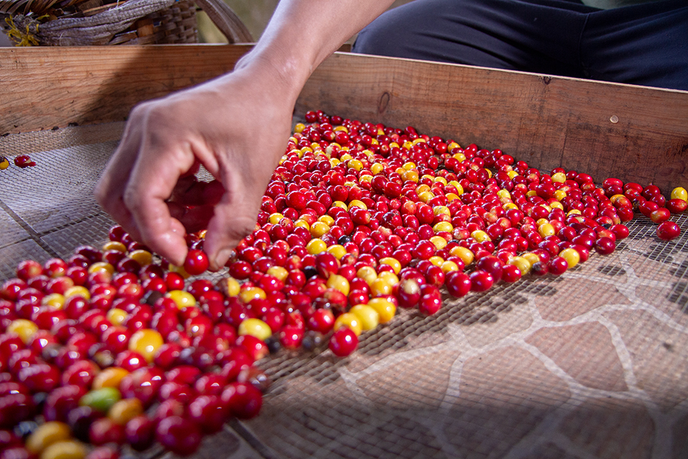 Green cherry sorting