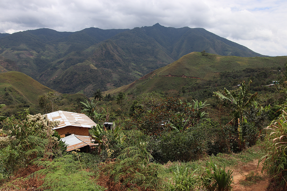 Coffee farm in Peru